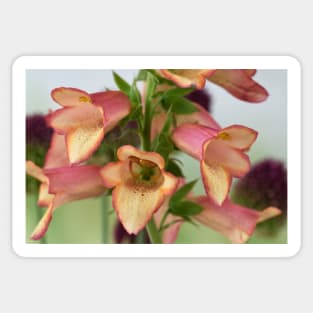 Digitalis x valinii Illumination Pink = 'Tmdgfp001' Foxglove Illumination Series Sticker